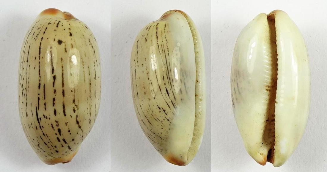 C.isabella isabella ' superb '