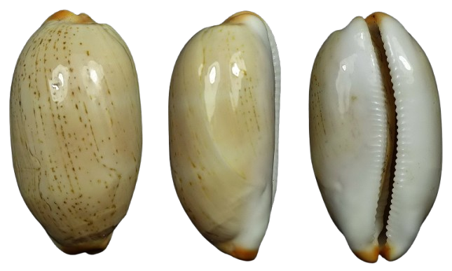 C.isabella isabella' very nice '