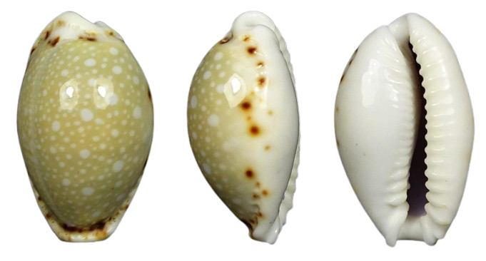 C.labrolineata labrolineata ' superb big '