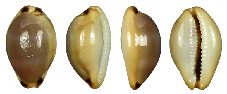 C.lurida lurida f.pulchroides ' very nice dwarf '