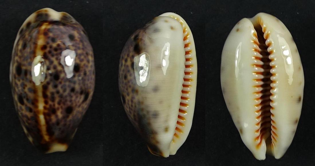 C.lynx lynx ' superb '