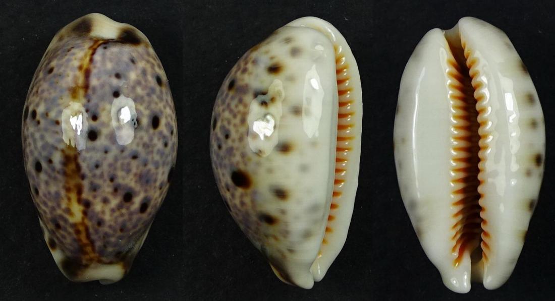 C.lynx lynx ' superb '