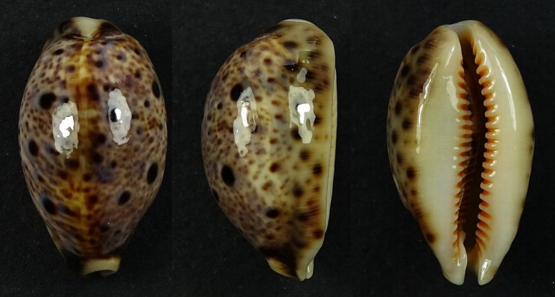 C.lynx lynx ' superb '