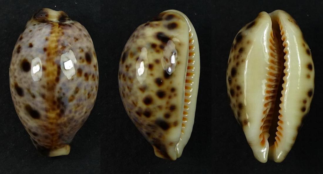 C.lynx lynx ' superb '