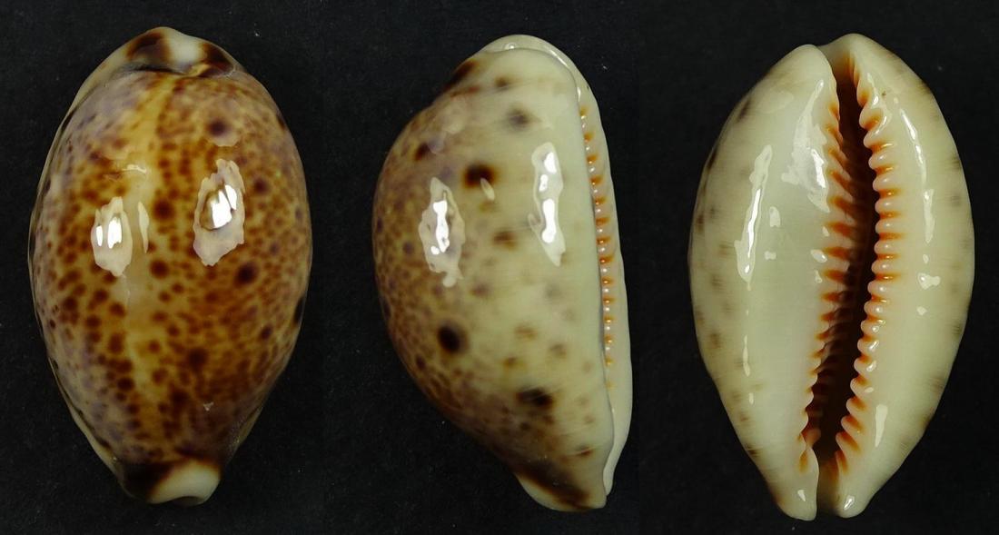 C.lynx lynx ' superb '