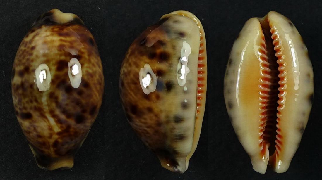 C.lynx lynx ' superb '