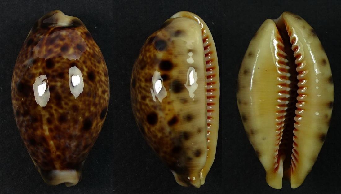 C.lynx lynx ' superb '