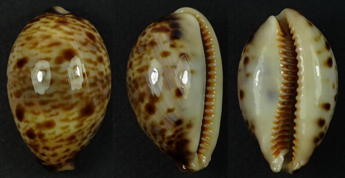 C.lynx lynx ' superb '