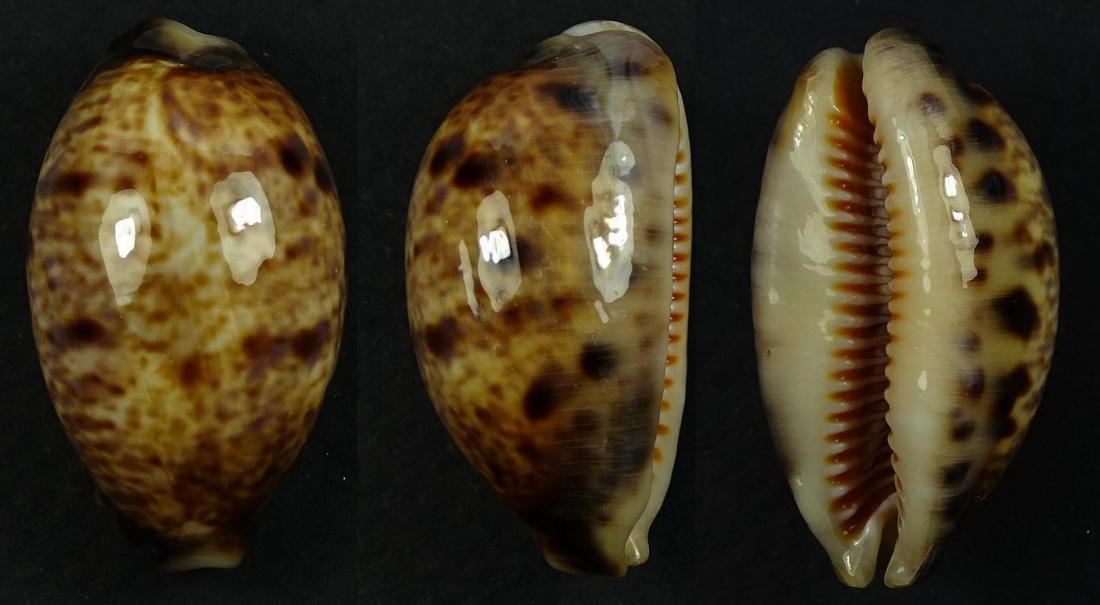 C.lynx lynx ' superb '