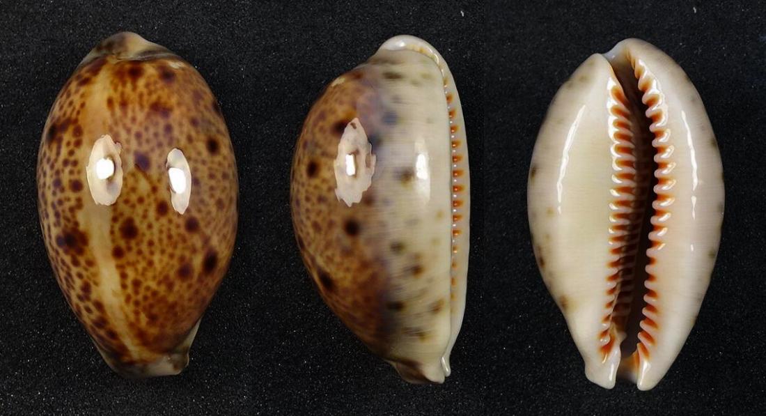 C.lynx lynx ' superb pattern '