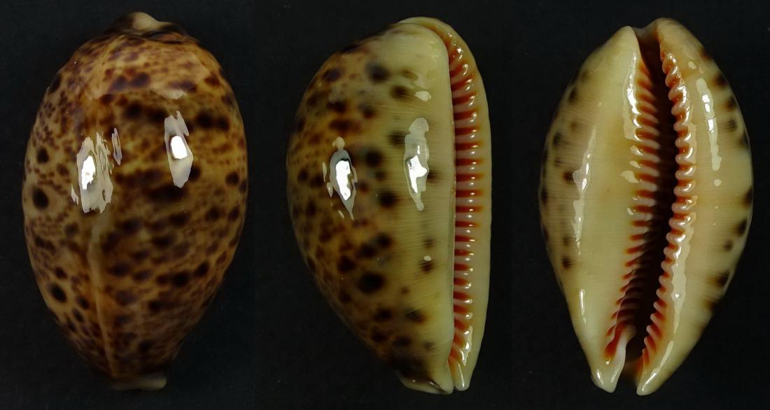 C.lynx lynx ' superb '