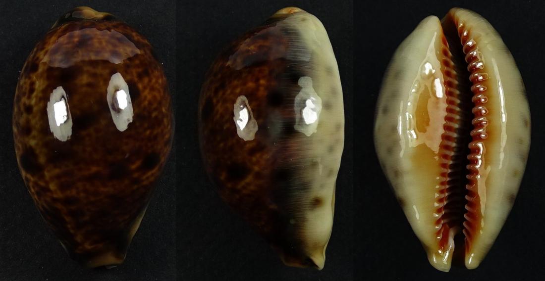 C.lynx lynx ' superb '