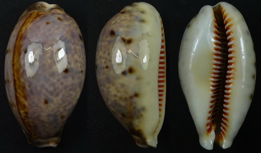 C.lynx lynx ' very nice color '