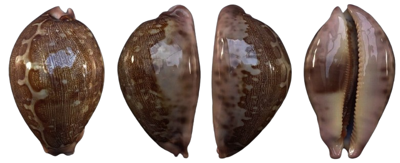 C.mappa viridis ' superb external reef form '