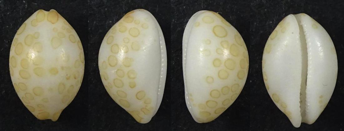 C.mariae mariae ' nice '