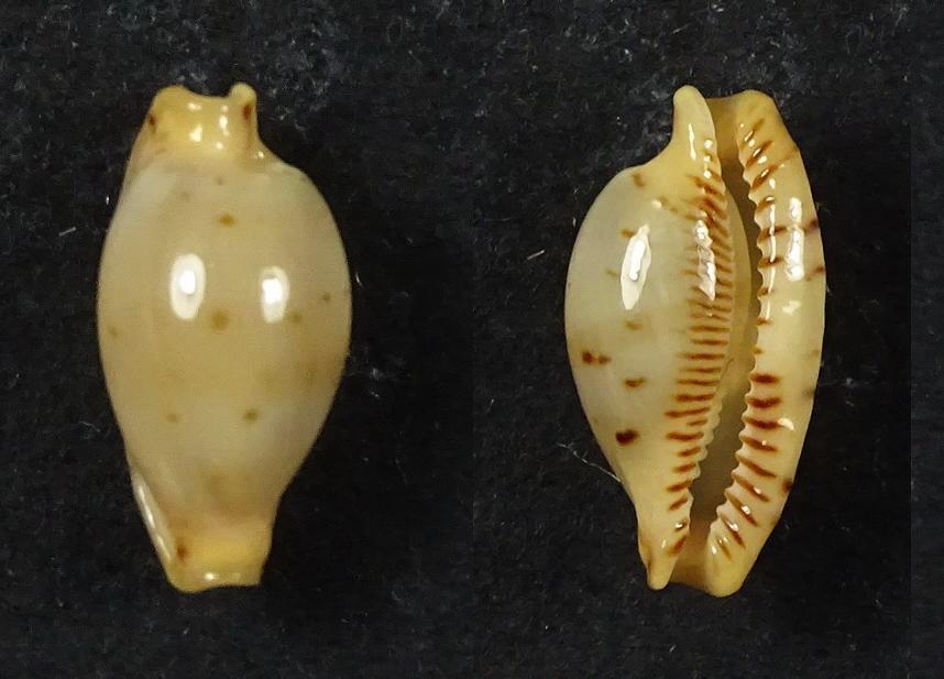 C.martinii martinii ' superb fresh '