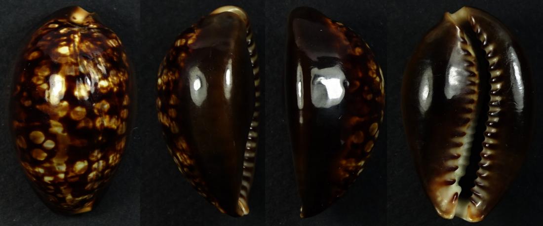 C.mauritiana mauritiana ' superb very dwarf '