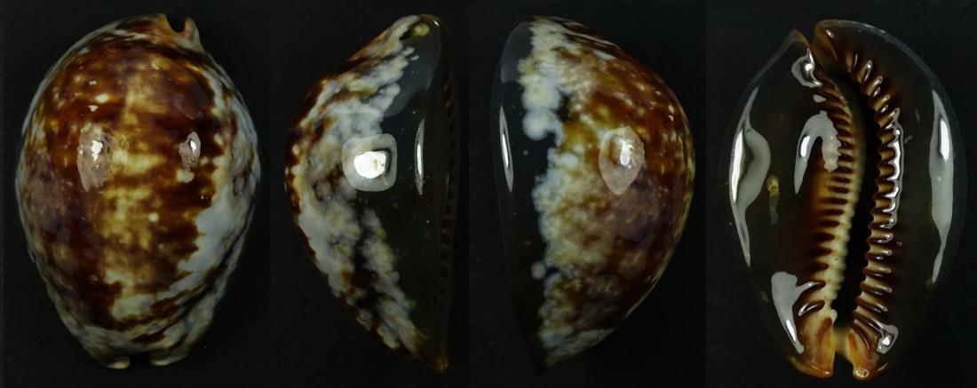 C.mauritiana mauritiana ' superb pattern '