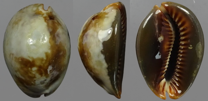 C.mauritiana mauritiana ' superb color '