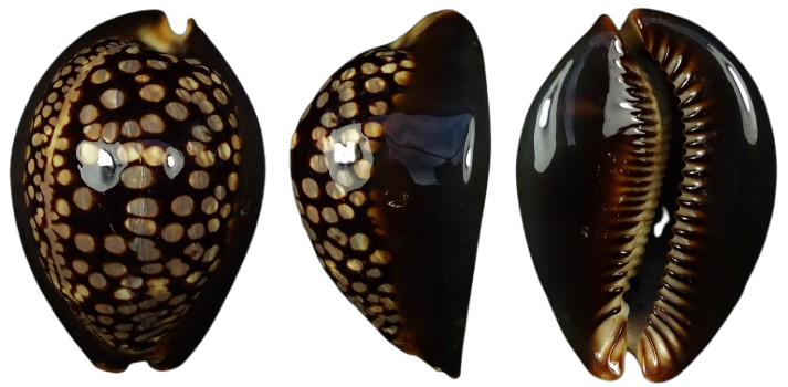 C.mauritiana mauritiana ' superb pattern '