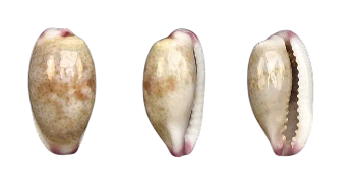 C.minoridens minoridens ' superb '