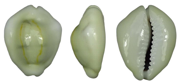 C.moneta moneta ' superb '