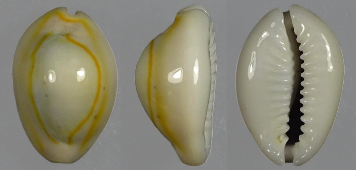 C.annulus annulus ' superb '