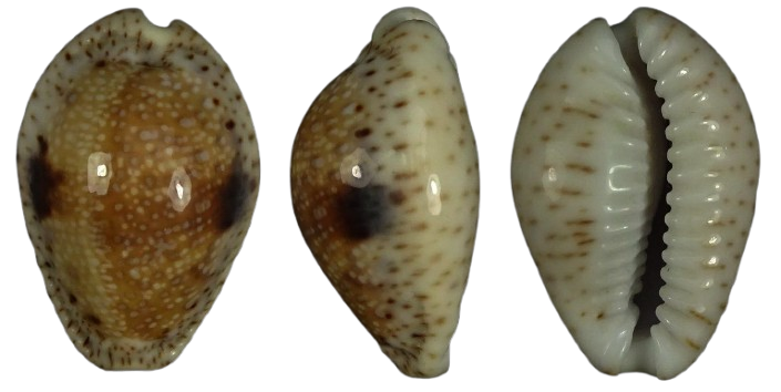 C.nebrites nebrites ' superb unusual location '