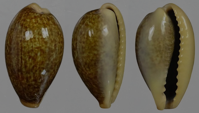 C. ovum ovum ' superb color '