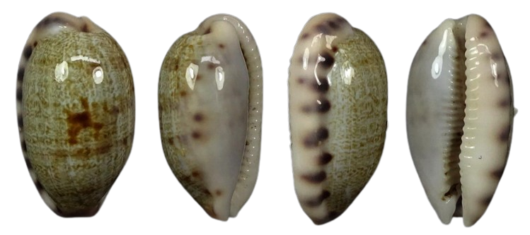 C.pellucens pellucens ' superb fat body '