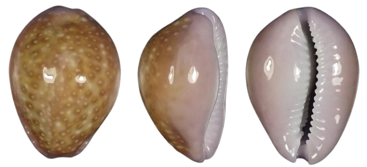 C.poraria poraria ' superb '