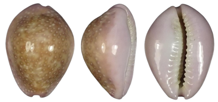 C.poraria poraria ' superb '