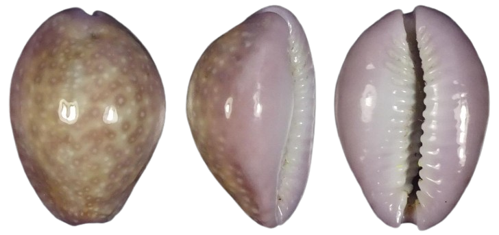 C.poraria poraria ' superb '