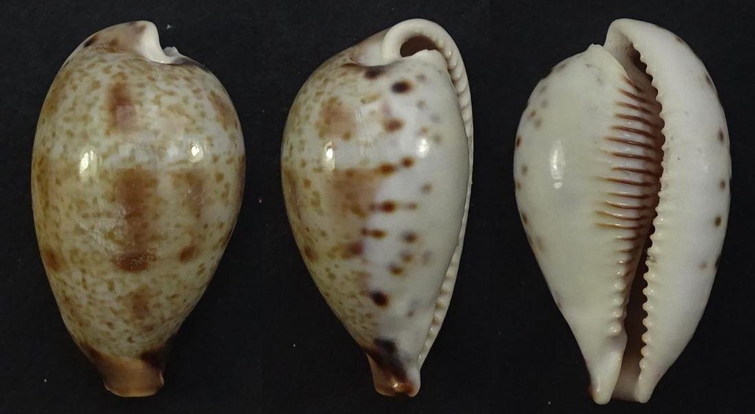 C.pulchella pulchella ' ' superb '