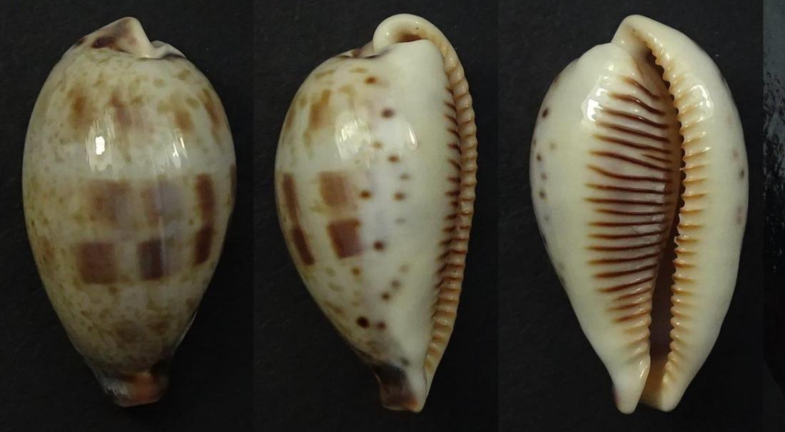 C.pulchella pulchella ' ' superb big '