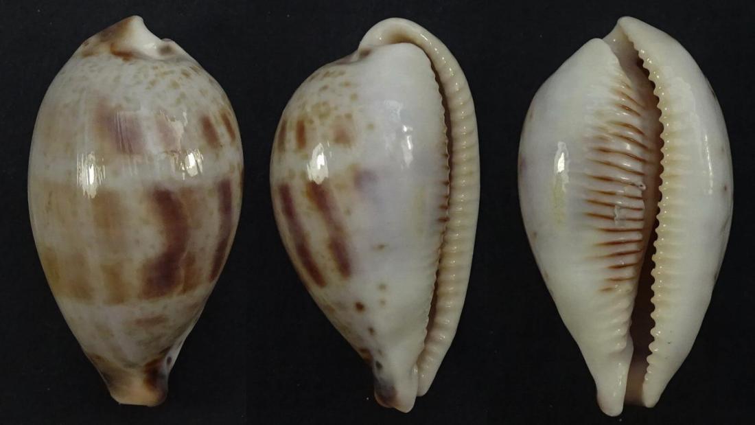 C.pulchella pulchella ' ' superb '