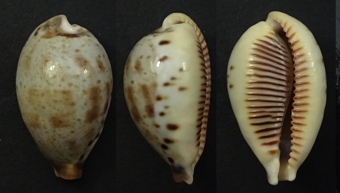 C.pulchella pulchella ' ' superb big '