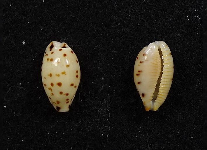 C.punctata punctata ' superb '