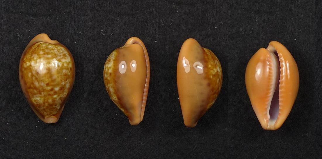 C.pyrum insularum f.nigromarginata ' superb '