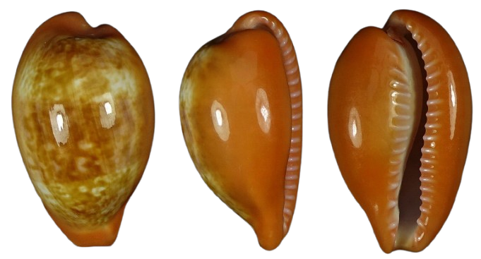 C.pyrum pyrum ' superb unusual location '