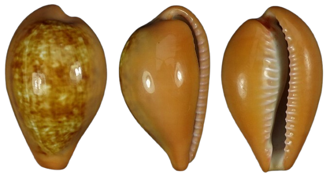 C.pyrum pyrum ' superb unusual location '