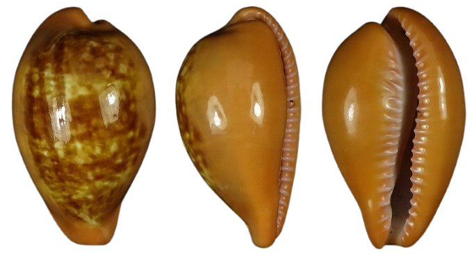 C.pyrum pyrum ' superb unusual location '