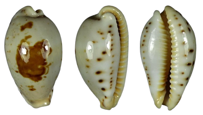 C.saulae saulae ' fantastic very big '