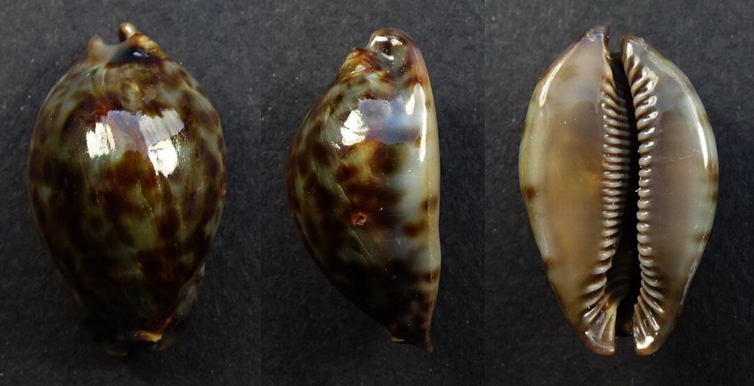 C.stercoraria stercoraria f.cameroonica ' superb very dwarf '