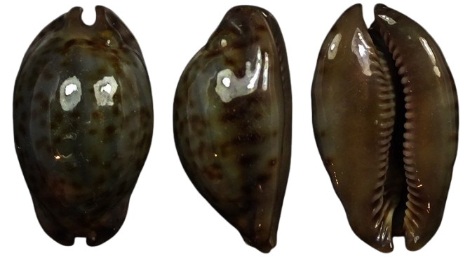 C.stercoraria stercoraria f.cameroonica ' superb very dwarf '