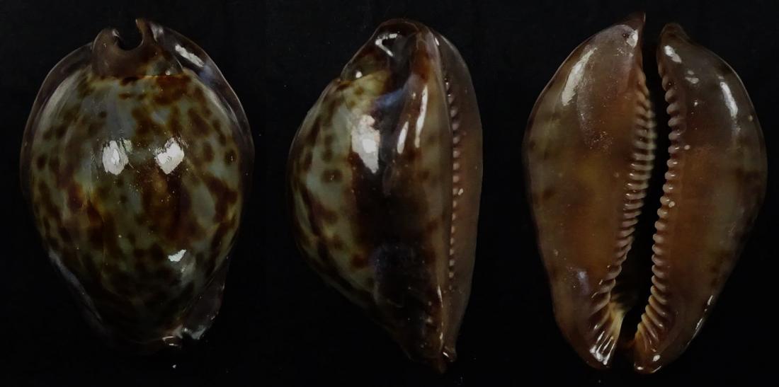 C.stercoraria stercoraria f.cameroonica ' superb very dwarf '