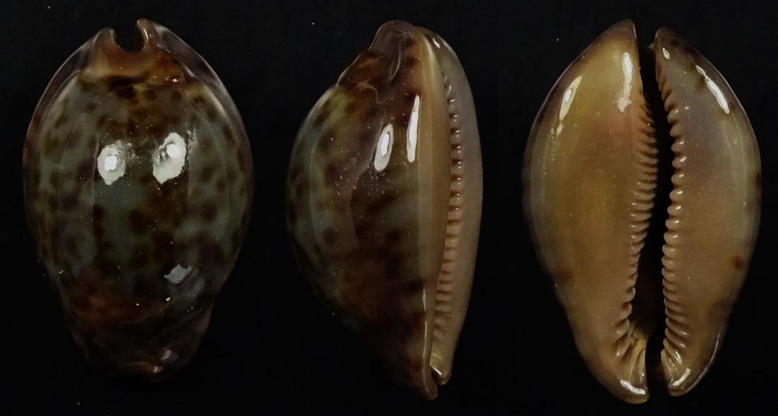 C.stercoraria stercoraria f.cameroonica ' superb very dwarf '