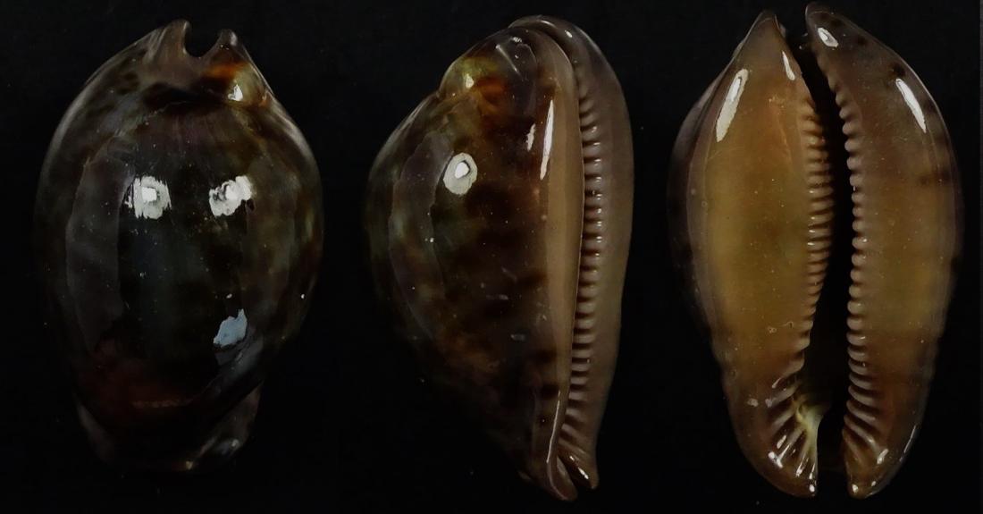 C.stercoraria stercoraria f.cameroonica ' superb very dwarf '