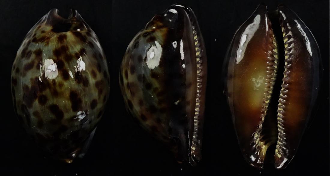 C.stercoraria stercoraria f.cameroonica ' superb very dwarf '