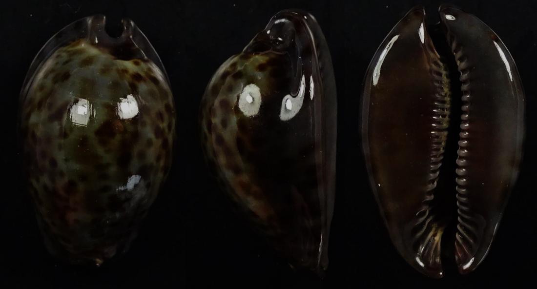 C.stercoraria stercoraria f.cameroonica ' superb very dwarf '